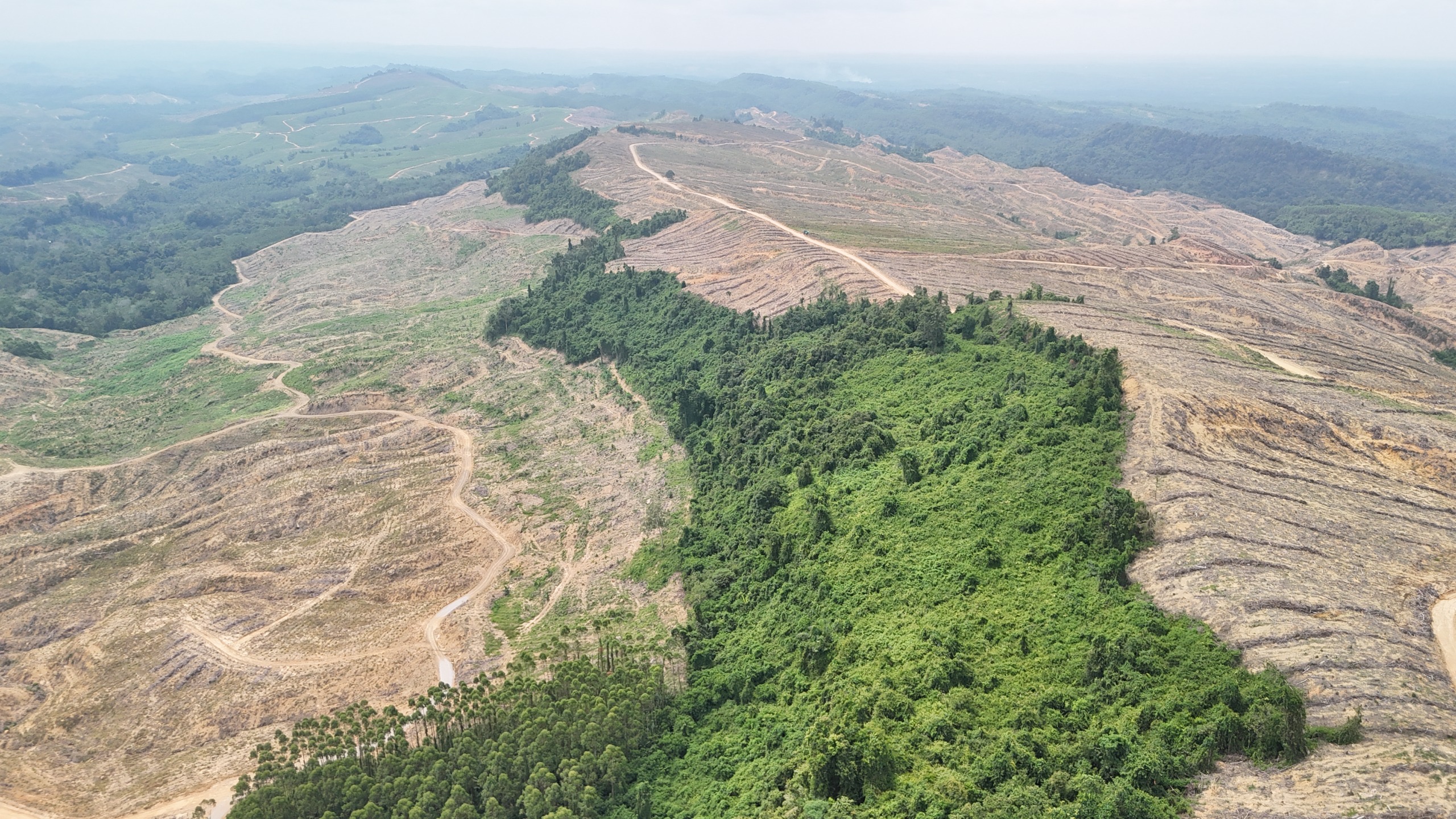 Bentang hutan yang dulunya hijau kini tampak berbeda di awal tahun 2026.